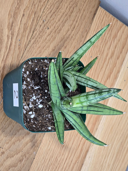 Sansevieria 'Fatman' – Unusual Growth – Fully Rooted in 4" Pot – USA Seller
