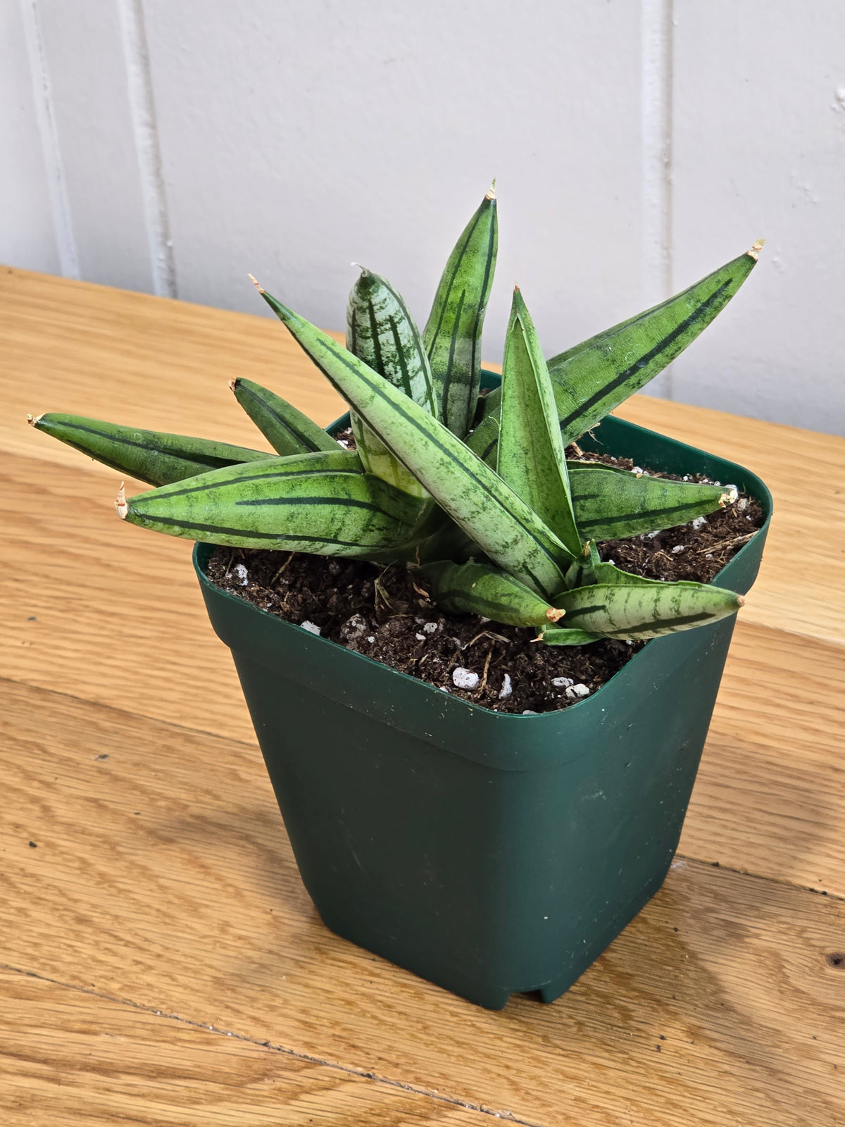 Sansevieria 'Fatman' – Unusual Growth – Fully Rooted in 4" Pot – USA Seller