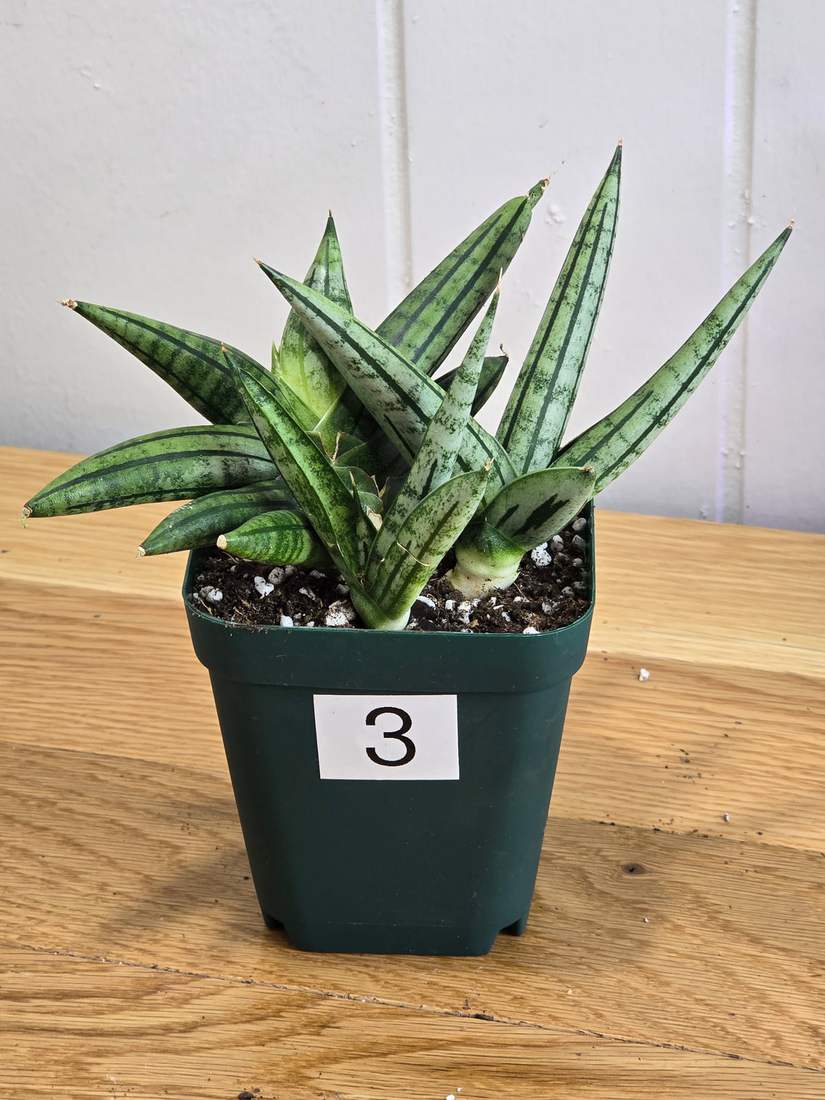 Sansevieria 'Fatman' – Unusual Growth – Fully Rooted in 4" Pot – USA Seller
