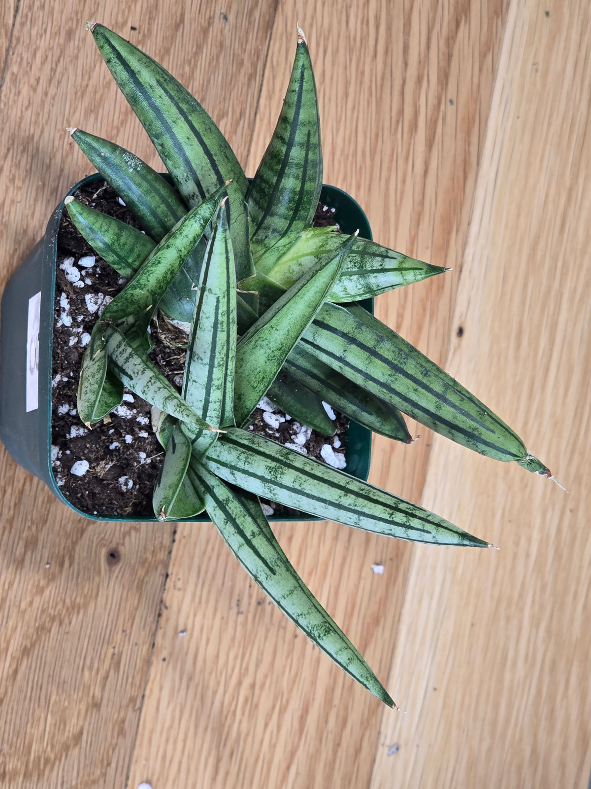 Sansevieria 'Fatman' – Unusual Growth – Fully Rooted in 4" Pot – USA Seller