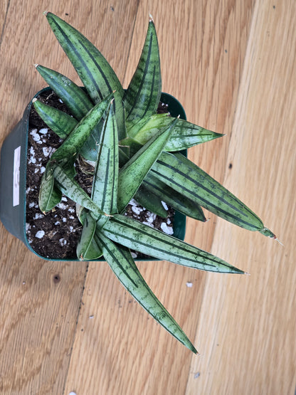 Sansevieria 'Fatman' – Unusual Growth – Fully Rooted in 4" Pot – USA Seller