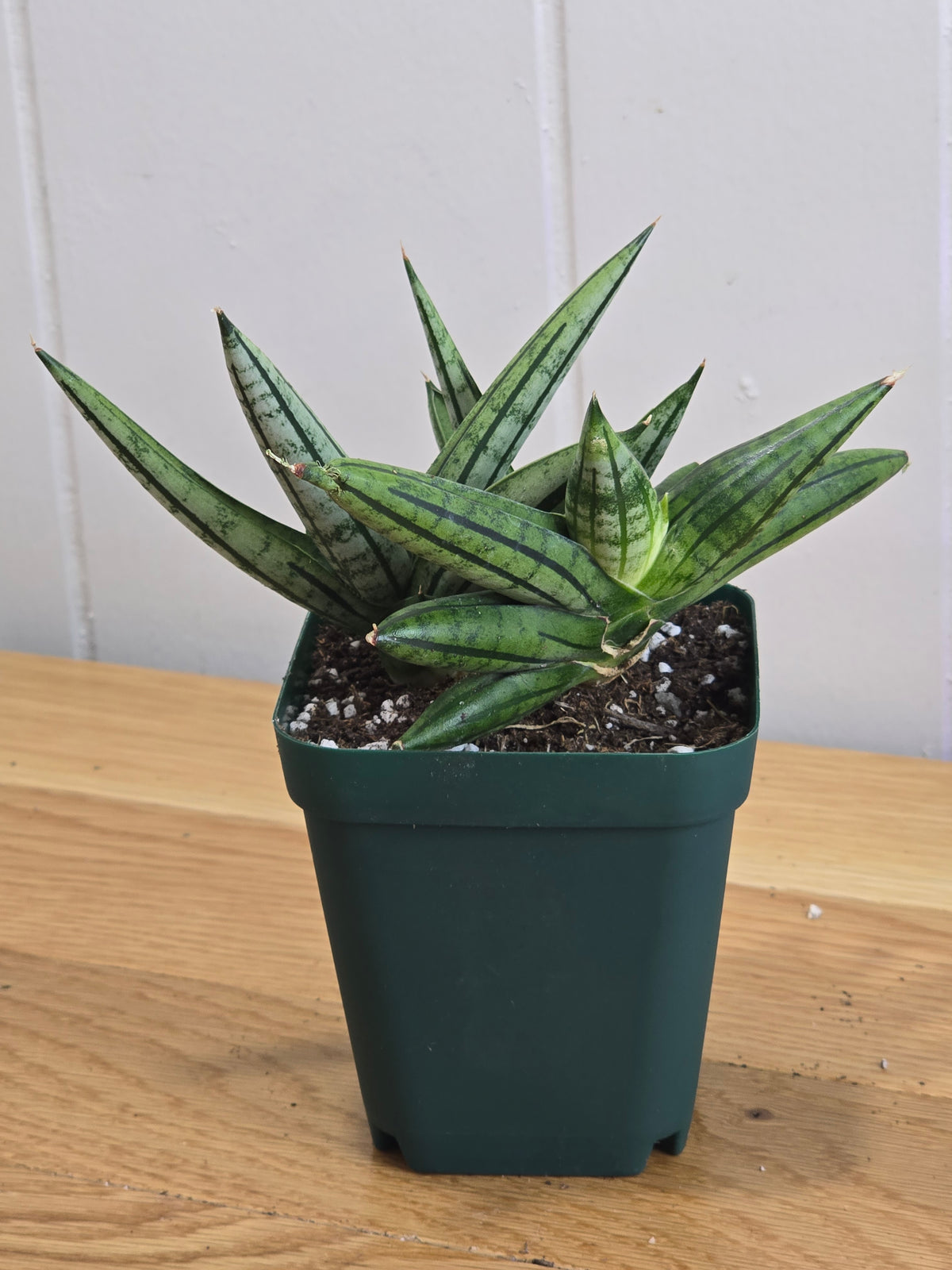 Sansevieria 'Fatman' – Unusual Growth – Fully Rooted in 4" Pot – USA Seller