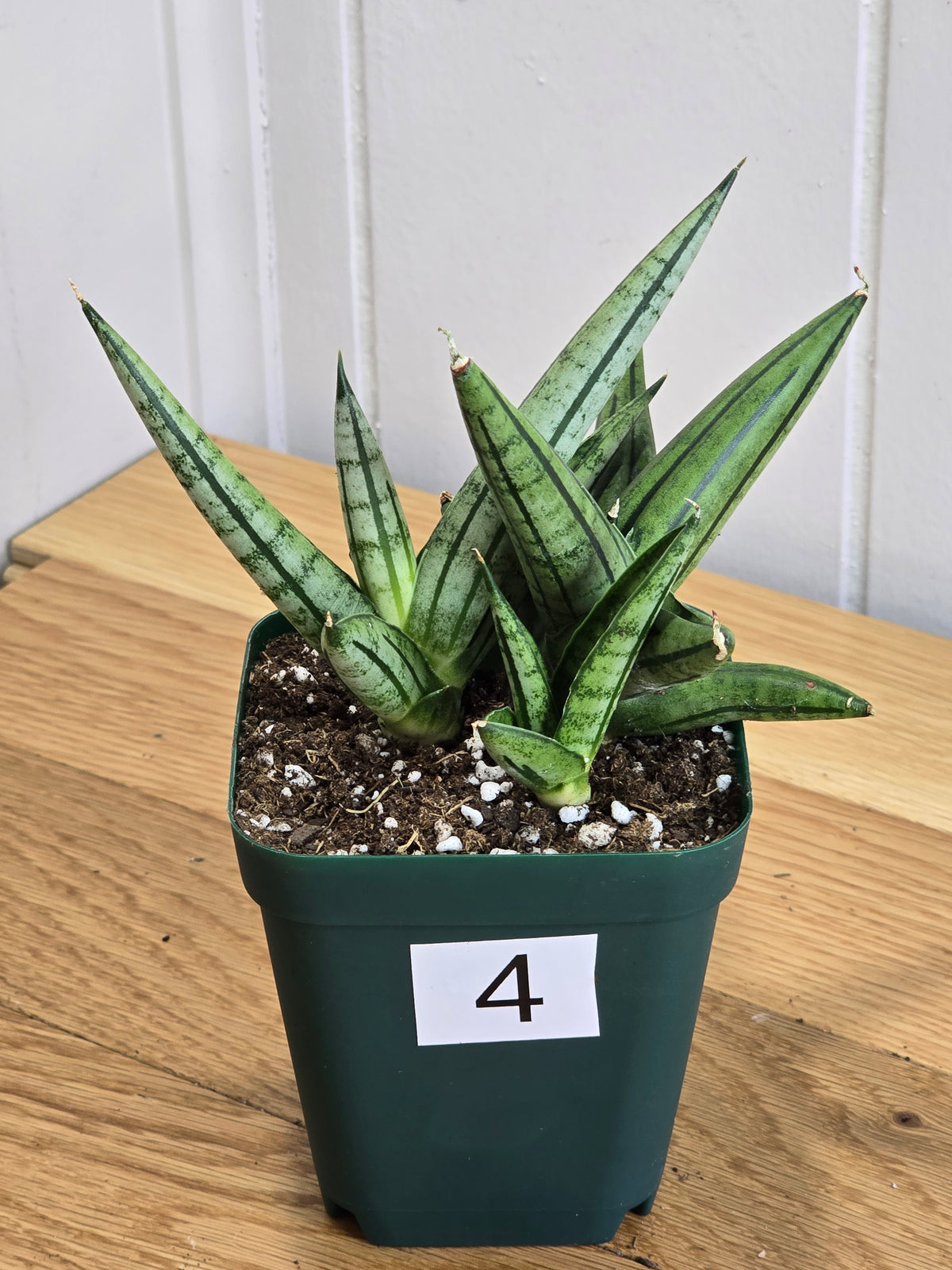 Sansevieria 'Fatman' – Unusual Growth – Fully Rooted in 4" Pot – USA Seller