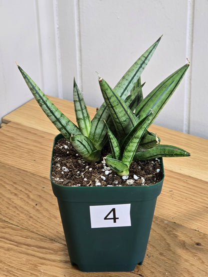 Sansevieria 'Fatman' – Unusual Growth – Fully Rooted in 4" Pot – USA Seller