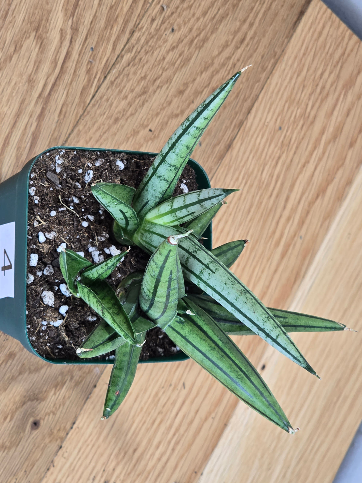 Sansevieria 'Fatman' – Unusual Growth – Fully Rooted in 4" Pot – USA Seller
