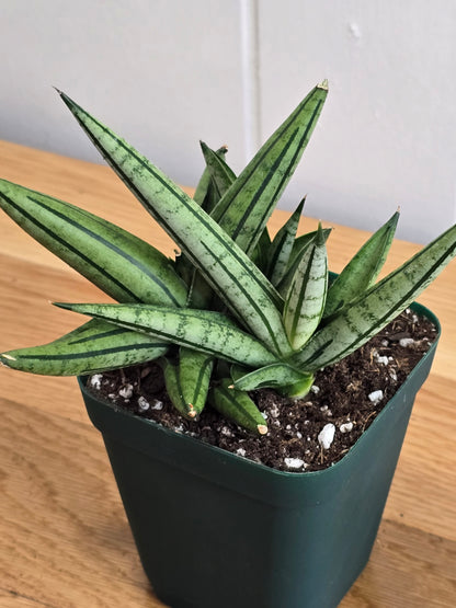 Sansevieria 'Fatman' – Unusual Growth – Fully Rooted in 4" Pot – USA Seller