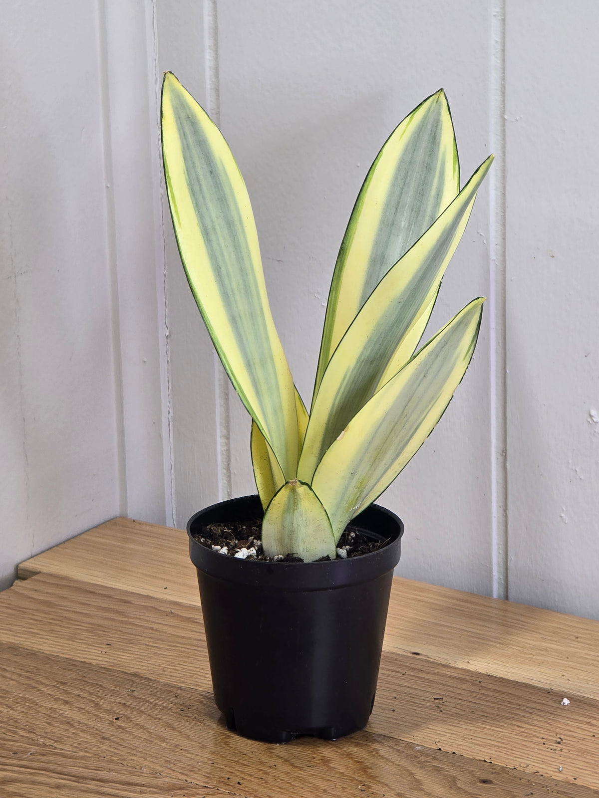 Sansevieria Ghost | Rare House Plant | Variegated | 8" Leafs | in 3.5" Pot
