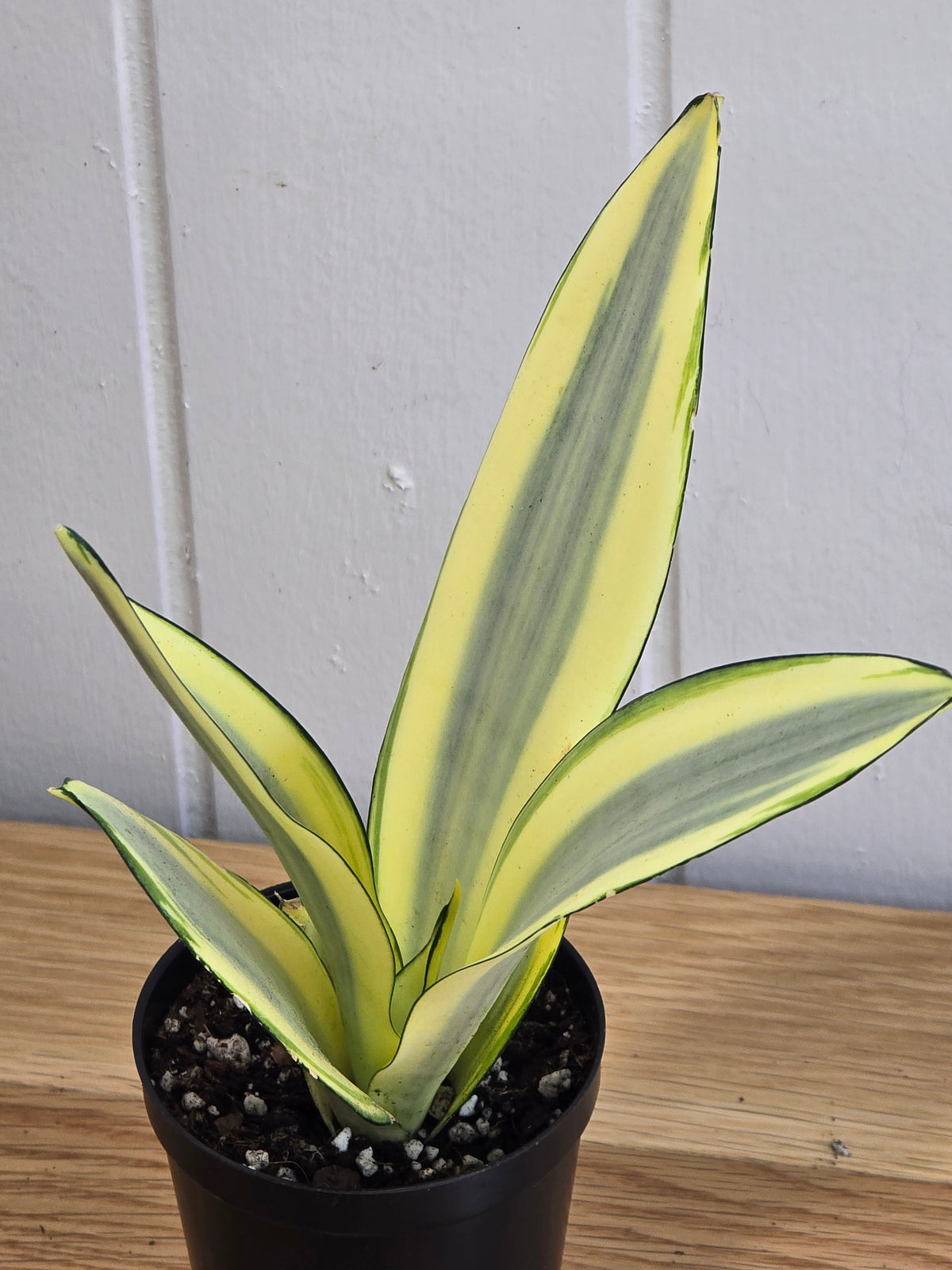 Sansevieria Ghost | Rare House Plant | Variegated | 8" Leafs | in 3.5" Pot