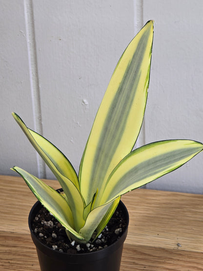 Sansevieria Ghost | Rare House Plant | Variegated | 8" Leafs | in 3.5" Pot