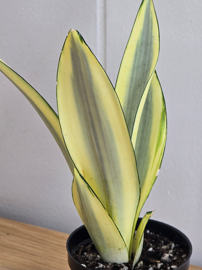 Sansevieria Ghost | Rare House Plant | Variegated | 8" Leafs | in 3.5" Pot