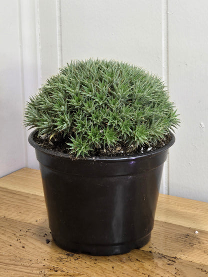 Deuterocohnia Brevifolia Argentina Ball RARE Specimen 6" in Diameter