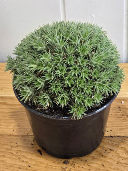 Deuterocohnia Brevifolia Argentina Ball RARE Specimen 6" in Diameter