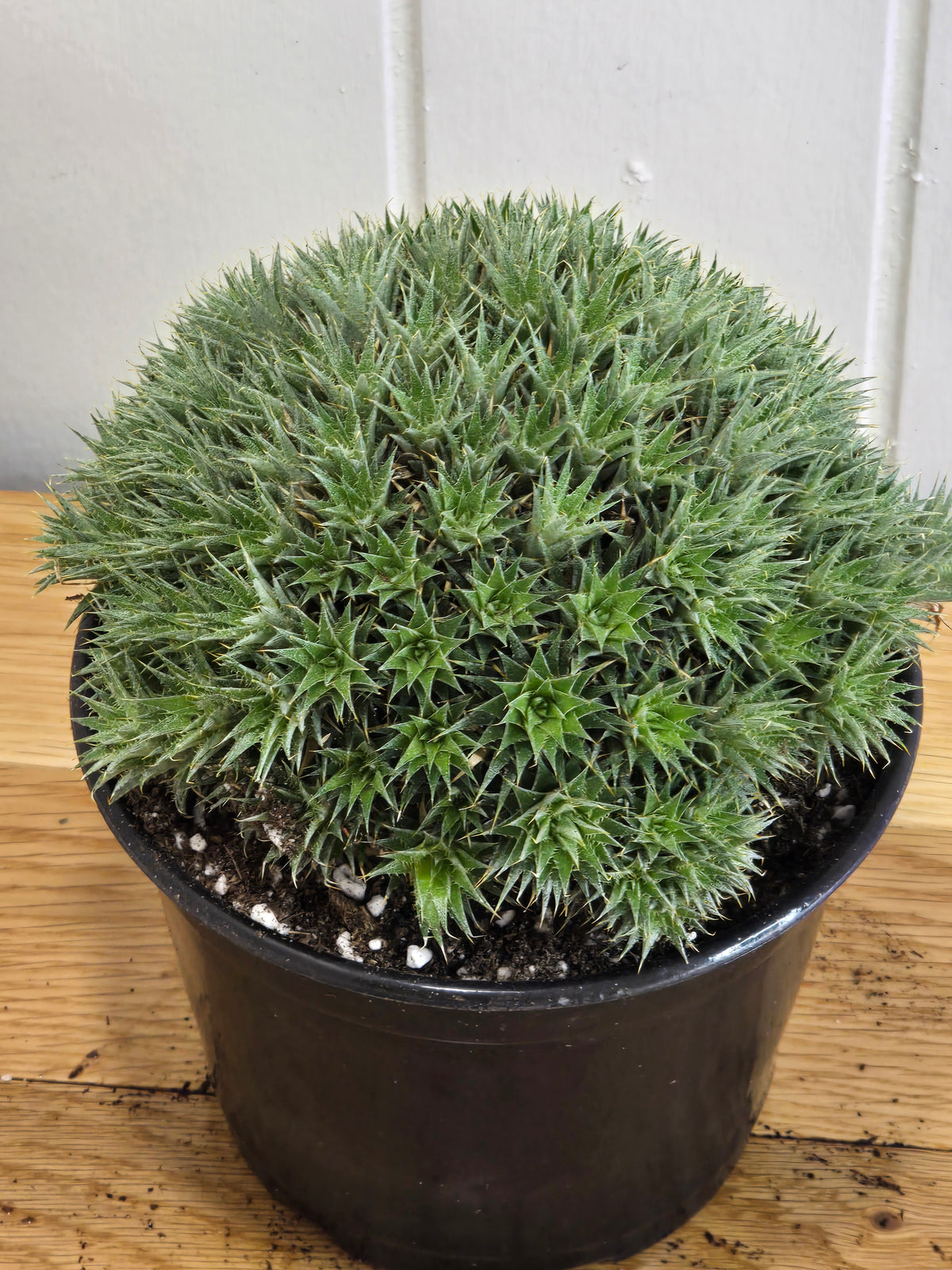 Deuterocohnia Brevifolia Argentina Ball RARE Specimen 6" in Diameter