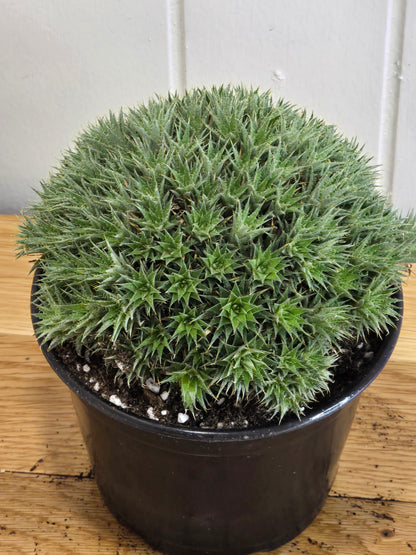 Deuterocohnia Brevifolia Argentina Ball RARE Specimen 6" in Diameter