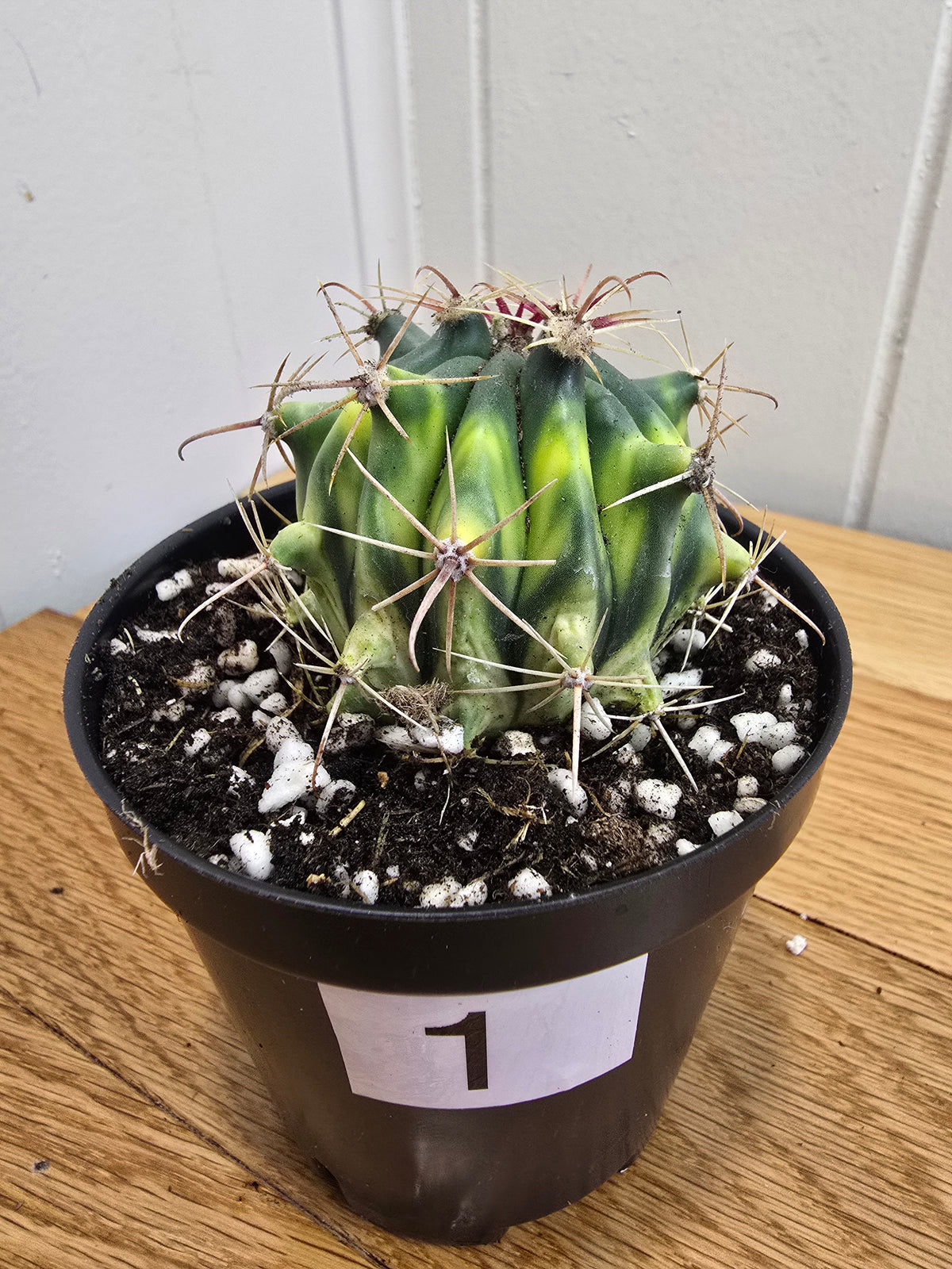Variegated Fire Barrel Cactus | RARE & Unusual | in 3.5" Pot