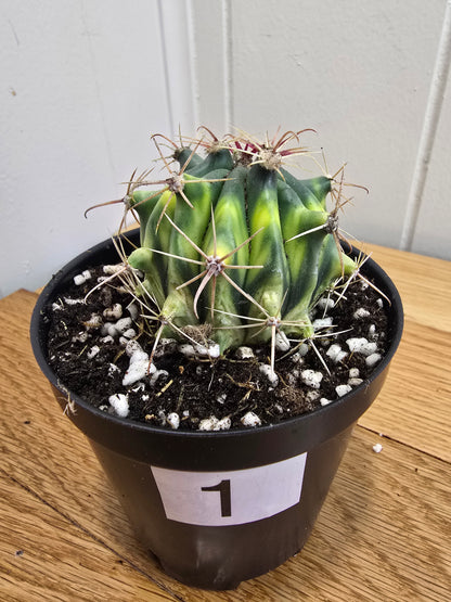 Variegated Fire Barrel Cactus | RARE & Unusual | in 3.5" Pot