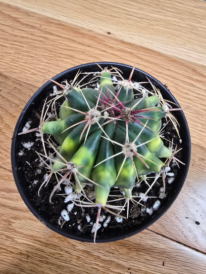 Variegated Fire Barrel Cactus | RARE & Unusual | in 3.5" Pot