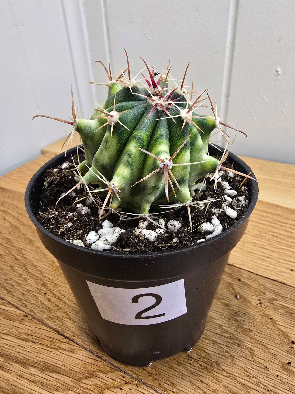 Variegated Fire Barrel Cactus | RARE & Unusual | in 3.5" Pot