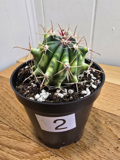 Variegated Fire Barrel Cactus | RARE & Unusual | in 3.5" Pot