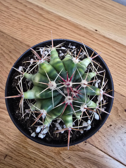 Variegated Fire Barrel Cactus | RARE & Unusual | in 3.5" Pot