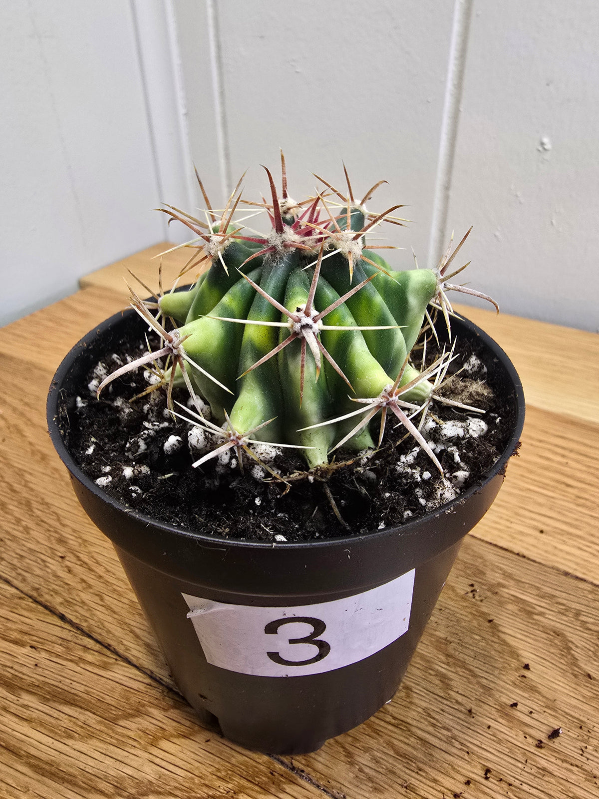 Variegated Fire Barrel Cactus | RARE & Unusual | in 3.5" Pot