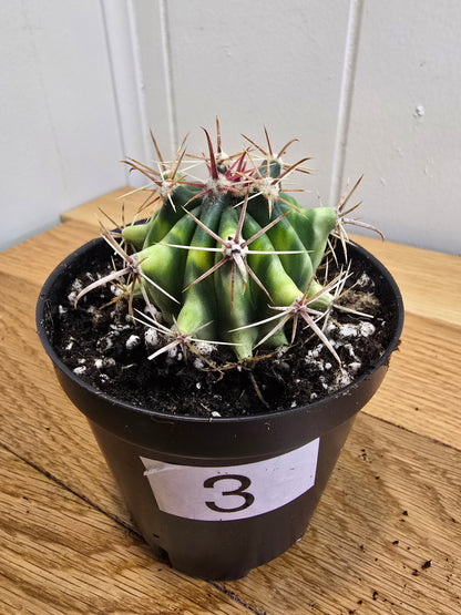 Variegated Fire Barrel Cactus | RARE & Unusual | in 3.5" Pot