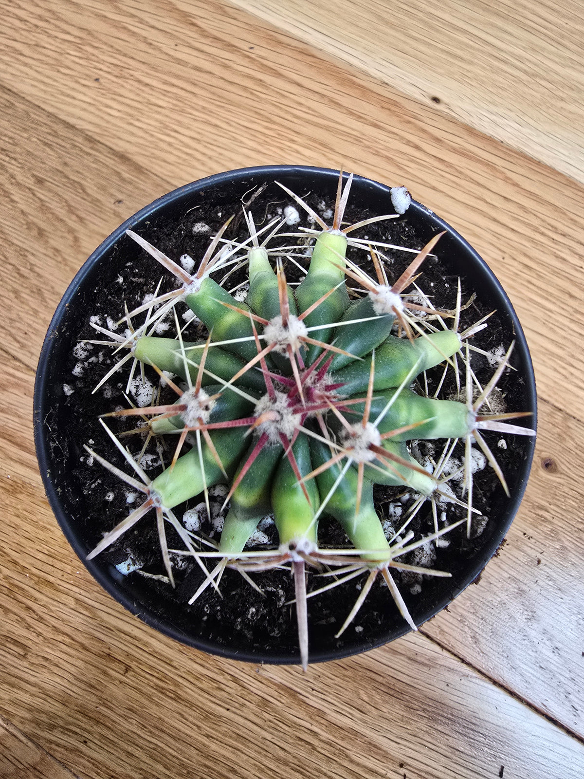 Variegated Fire Barrel Cactus | RARE & Unusual | in 3.5" Pot