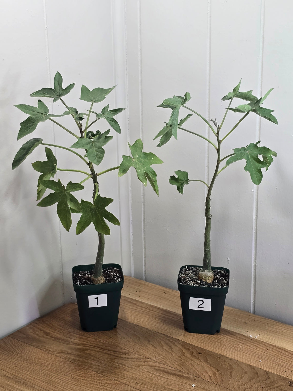Adenia Volkensii | Caudex Succulent Tree | 2 Options