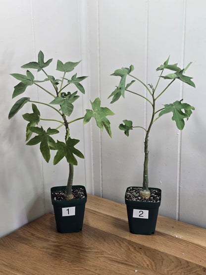 Adenia Volkensii | Caudex Succulent Tree | 2 Options