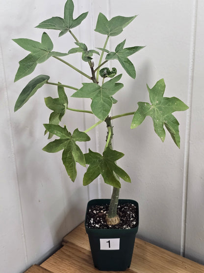 Adenia Volkensii | Caudex Succulent Tree | 2 Options
