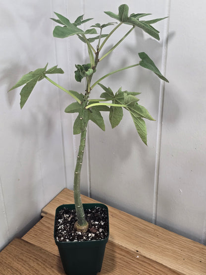Adenia Volkensii | Caudex Succulent Tree | 2 Options