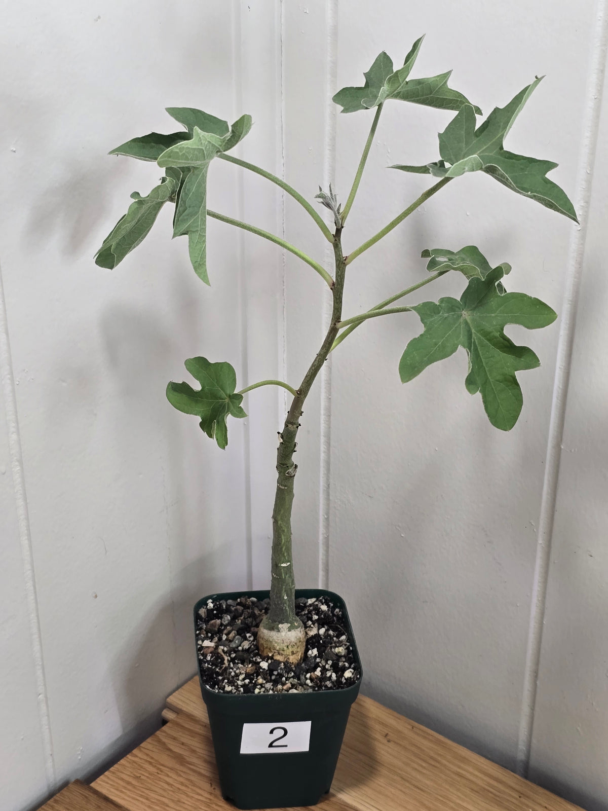 Adenia Volkensii | Caudex Succulent Tree | 2 Options