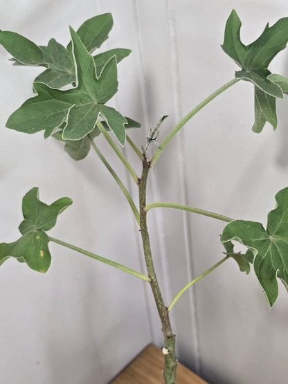 Adenia Volkensii | Caudex Succulent Tree | 2 Options