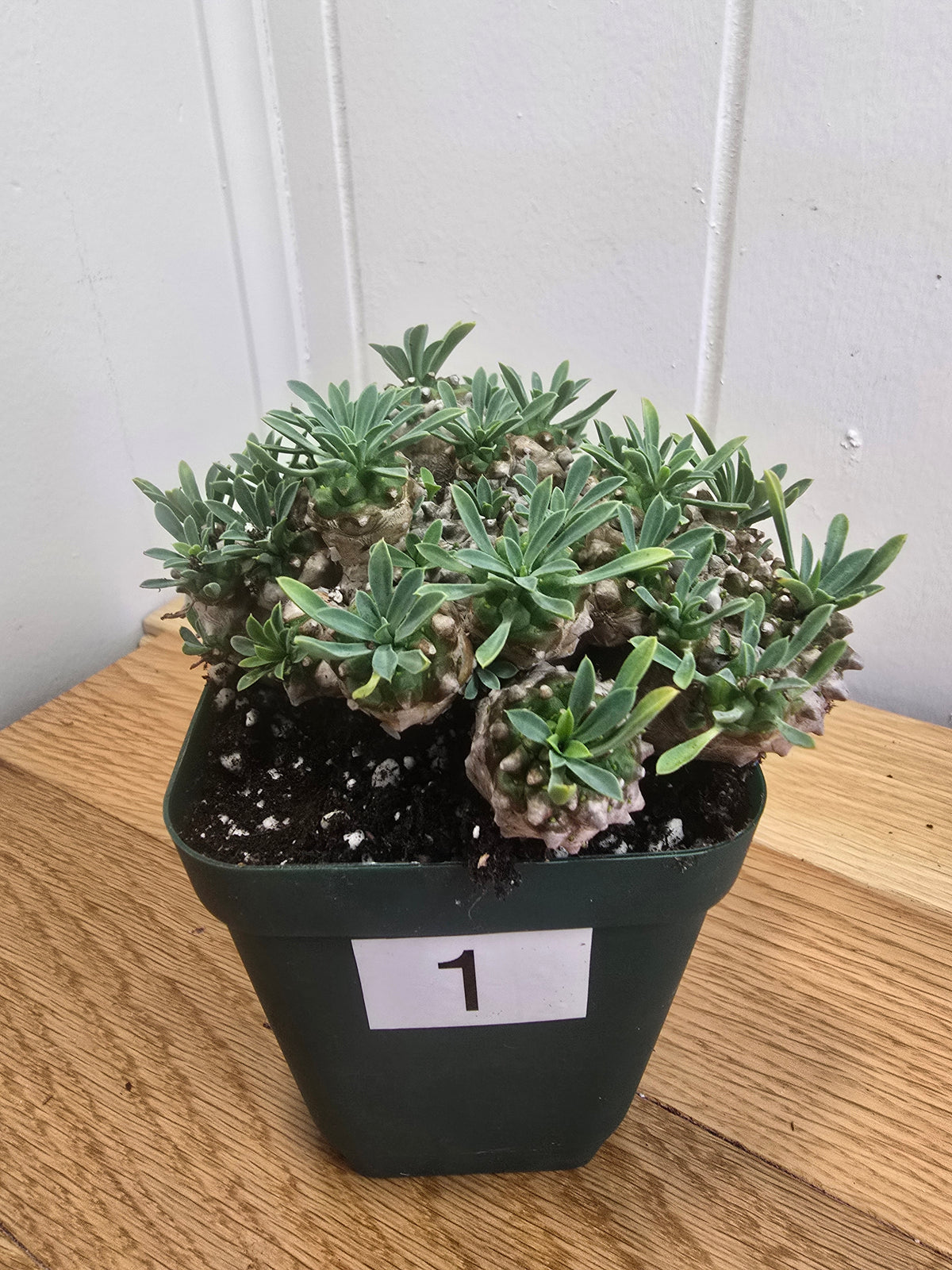 Euphorbia Japonica Cluster | RARE Plant | Live Euphorbia Cluster | Three Options