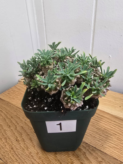 Euphorbia Japonica Cluster | RARE Plant | Live Euphorbia Cluster | Three Options