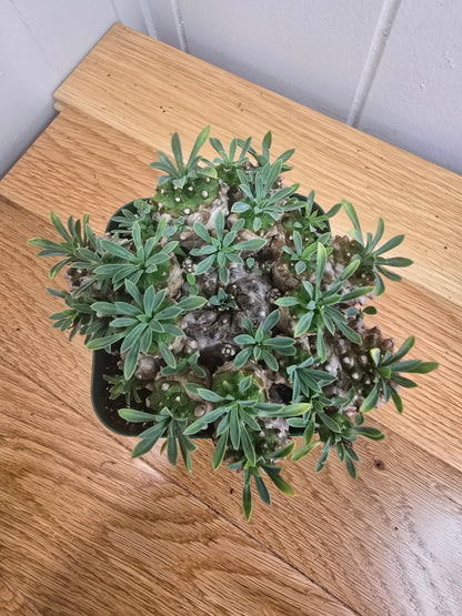 Euphorbia Japonica Cluster | RARE Plant | Live Euphorbia Cluster | Three Options