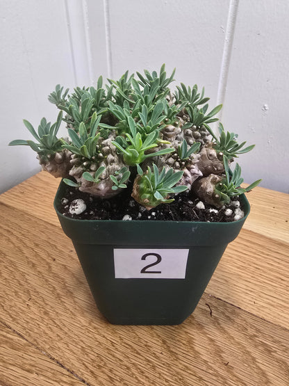 Euphorbia Japonica Cluster | RARE Plant | Live Euphorbia Cluster | Three Options