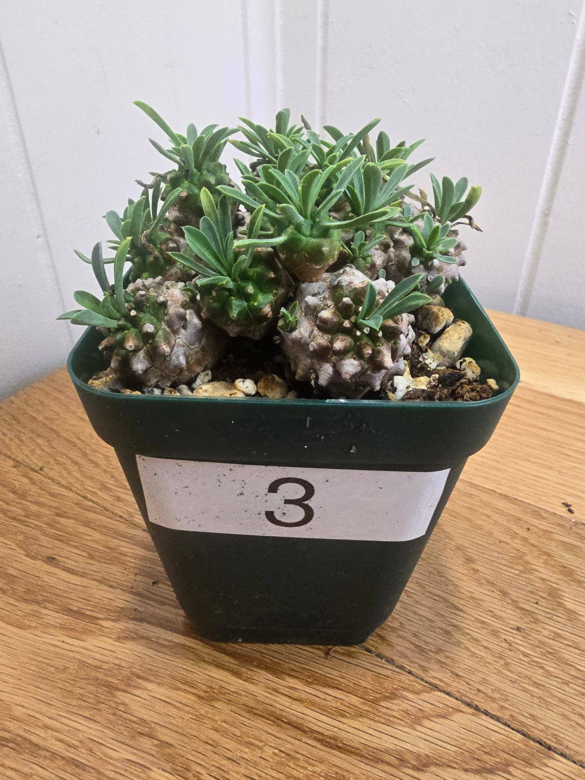 Euphorbia Japonica Cluster | RARE Plant | Live Euphorbia Cluster | Three Options