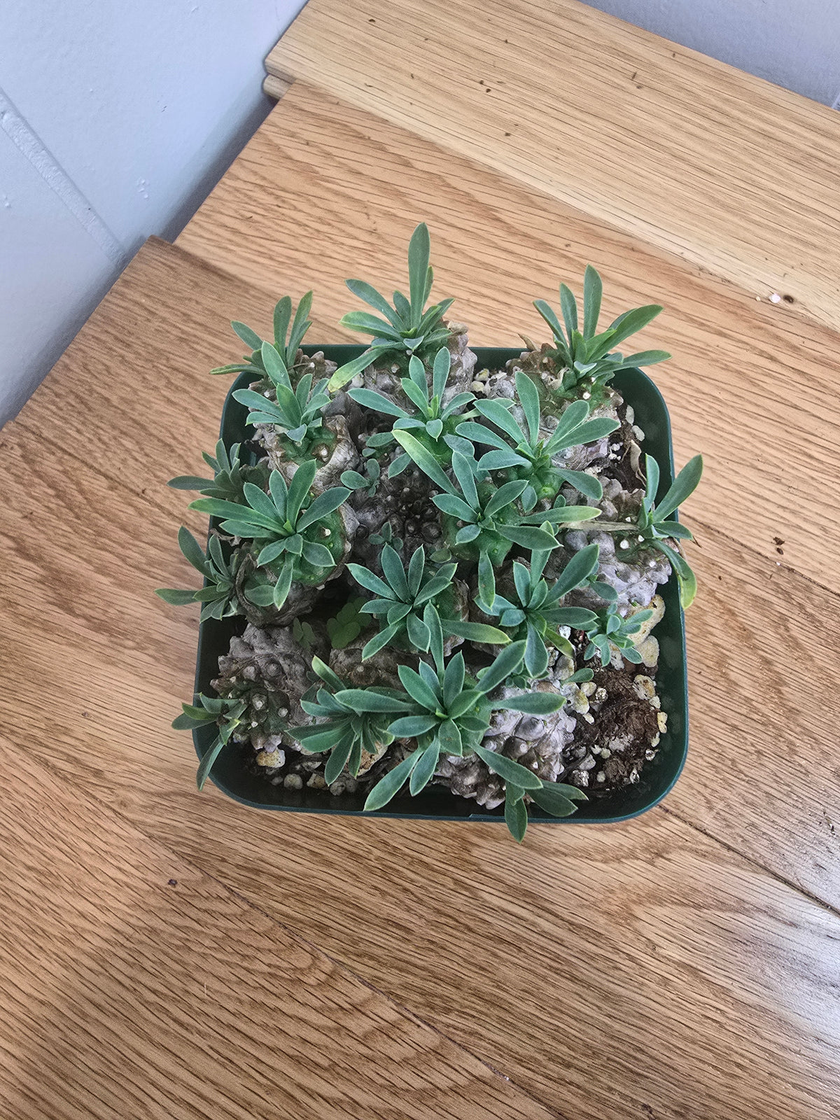 Euphorbia Japonica Cluster | RARE Plant | Live Euphorbia Cluster | Three Options