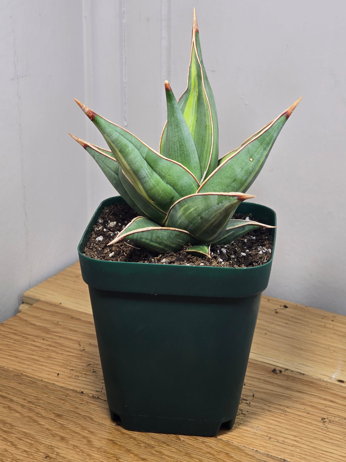 RARE Sansevieria Variegated Pinguicula | 5" tall - 5" Wide | Unique Variegation