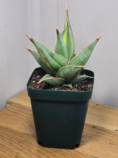 RARE Sansevieria Variegated Pinguicula | 5" tall - 5" Wide | Unique Variegation