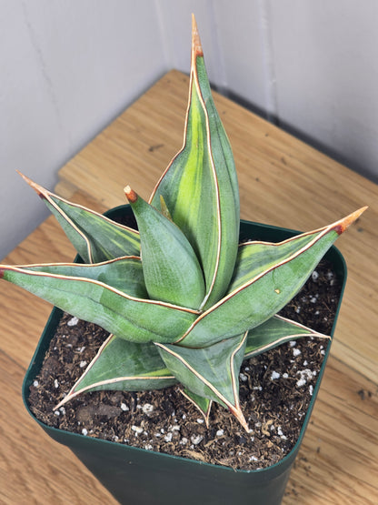 RARE Sansevieria Variegated Pinguicula | 5" tall - 5" Wide | Unique Variegation