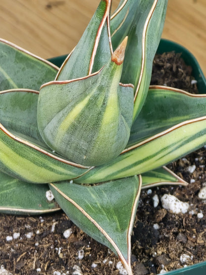 RARE Sansevieria Variegated Pinguicula | 5" tall - 5" Wide | Unique Variegation