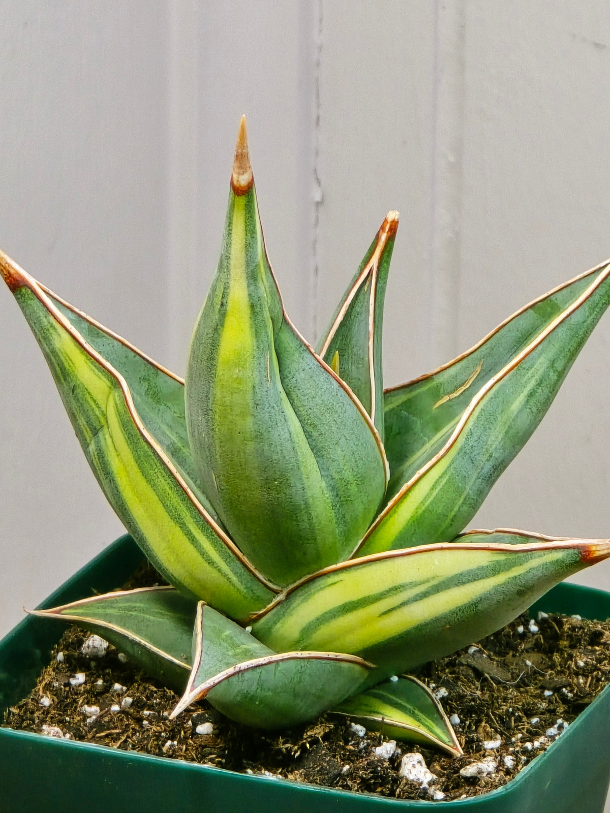 RARE Sansevieria Variegated Pinguicula | 5" tall - 5" Wide | Unique Variegation