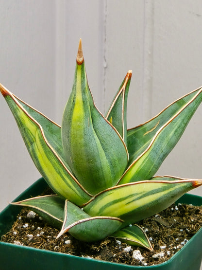 RARE Sansevieria Variegated Pinguicula | 5" tall - 5" Wide | Unique Variegation
