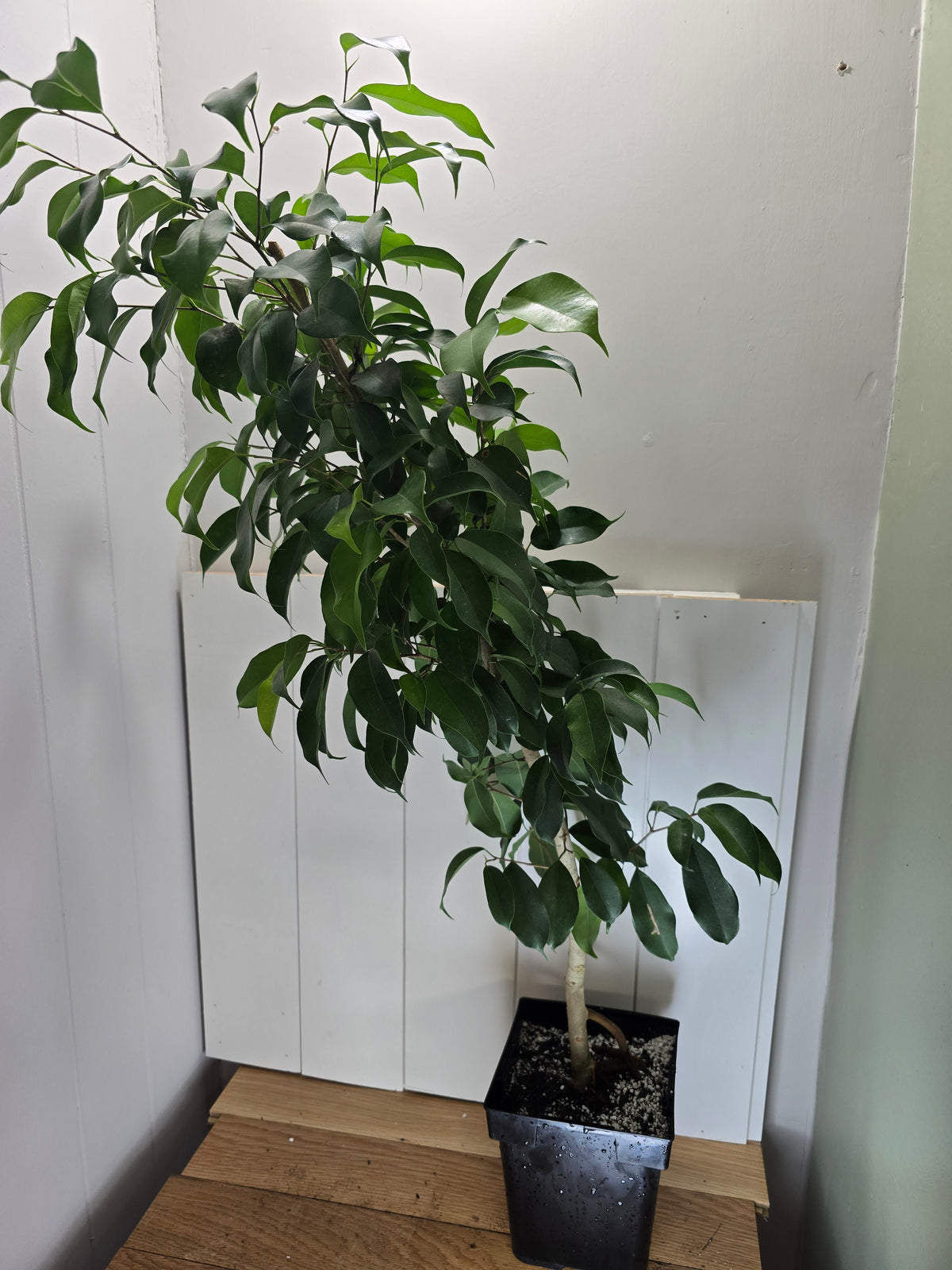 Ficus Benjamina Tree | 6" Square Pot | 36" Tall | Curved Stem/ Trunk