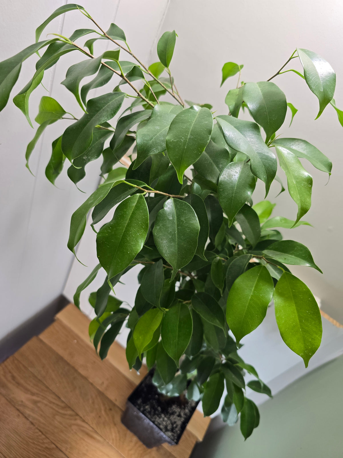 Ficus Benjamina Tree | 6" Square Pot | 36" Tall | Curved Stem/ Trunk
