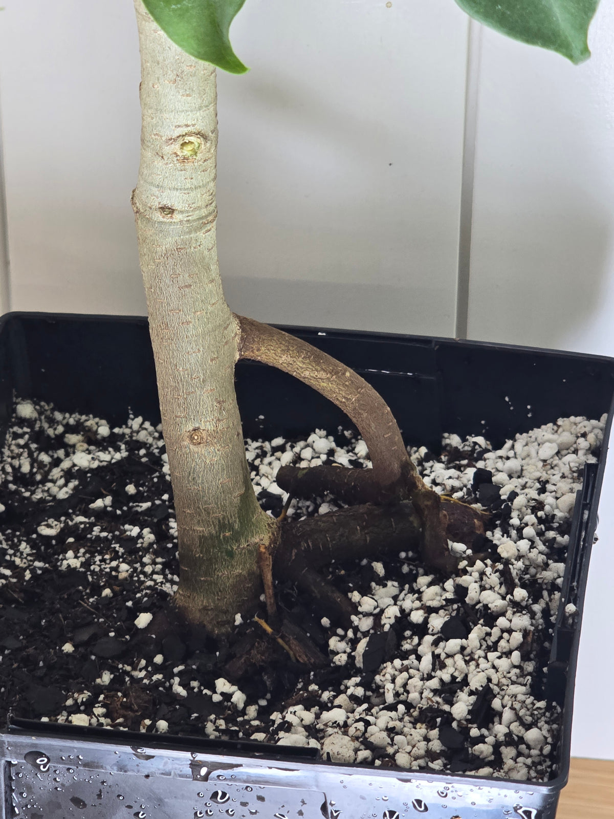 Ficus Benjamina Tree | 6" Square Pot | 36" Tall | Curved Stem/ Trunk