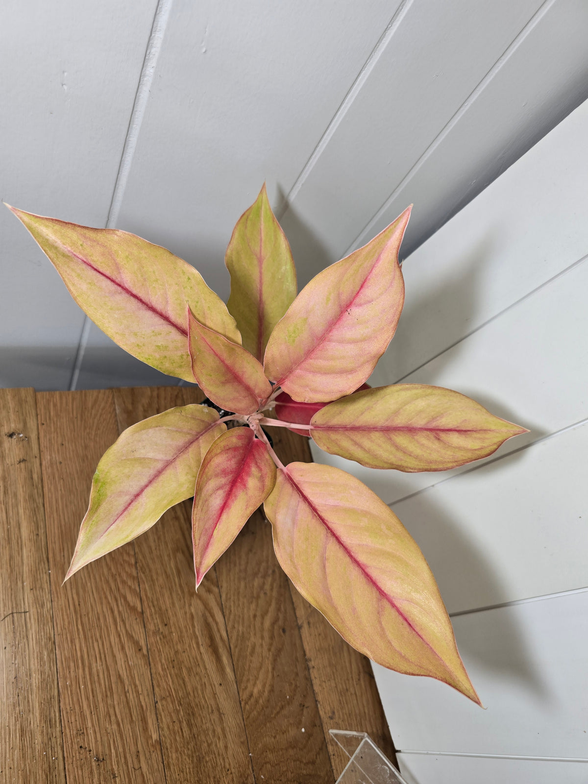 Aglaonema Mahasetti Variety - Yellow Delight | Super RARE Variety | in 4" Pot