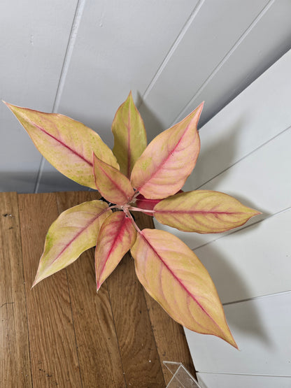 Aglaonema Mahasetti Variety - Yellow Delight | Super RARE Variety | in 4" Pot